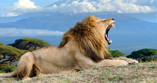 Male lion roaring with Mount Kilimanjaro backdrop, Amboseli Kenya