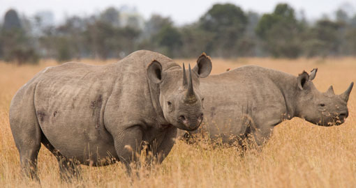 Black rhino pair in the golden grass of Masai Mara, Kenya