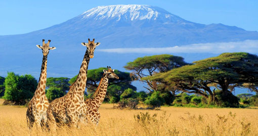 Three giraffes in Amboseli with Mount Kilimanjaro, Kenya