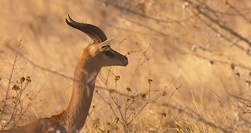 Serengeti at dawn, Tanzania