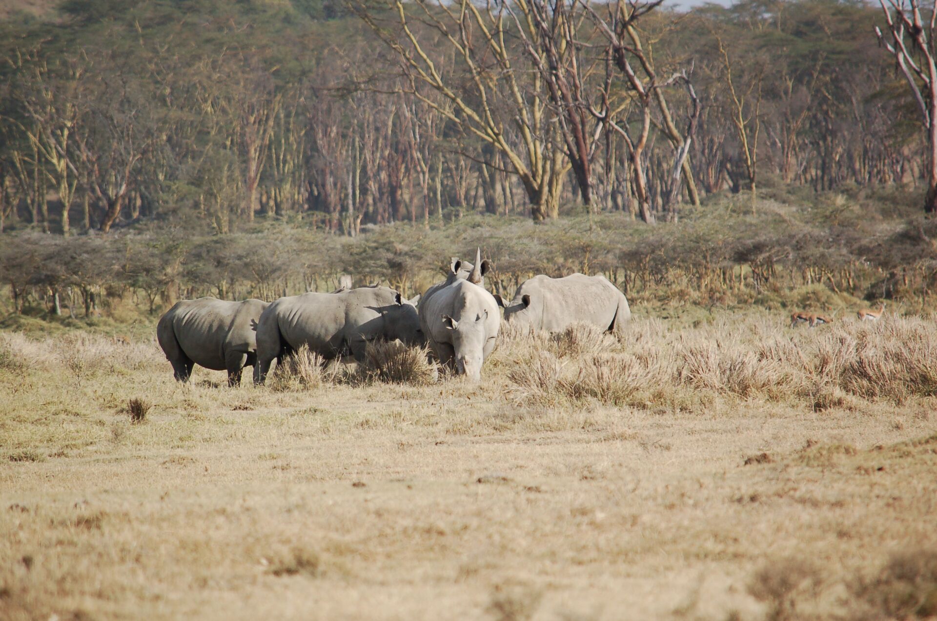 Exclusive Laikipia & Mara Expedition