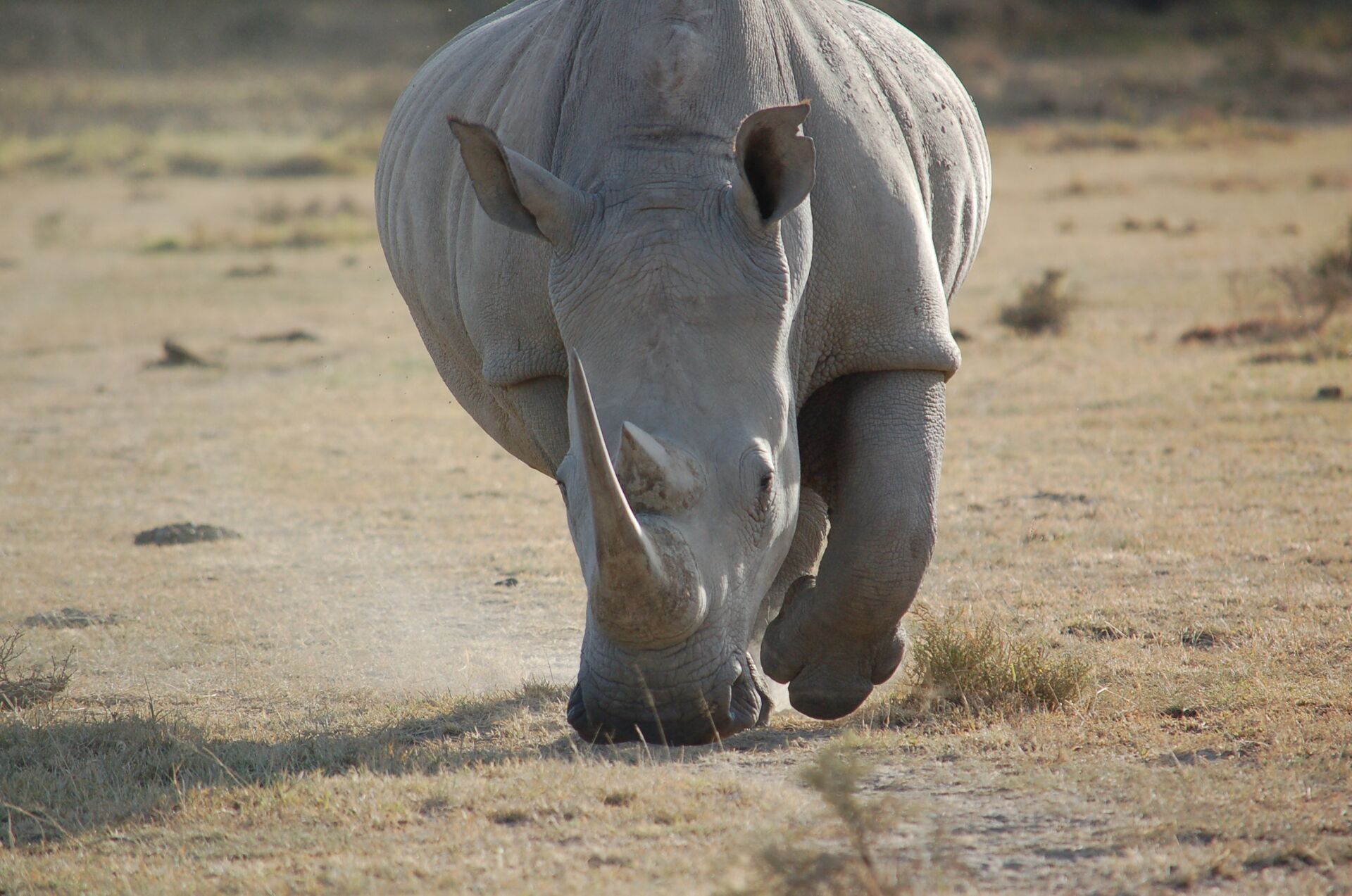 White rhino charging across dry savannah, Kenya