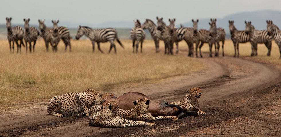 Uganda forest and wildlife