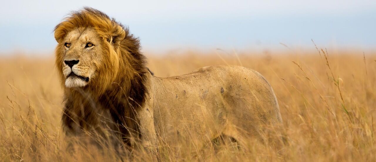 African savannah wildlife at golden hour