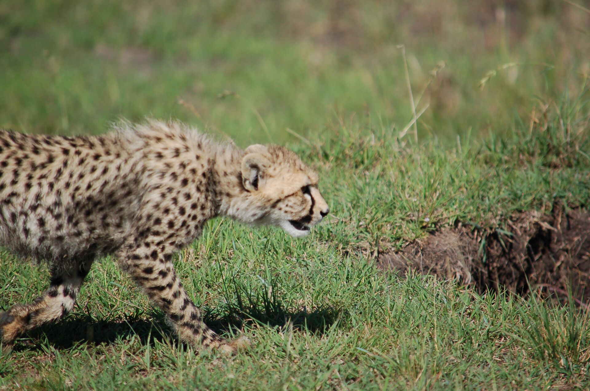 Cheetah cub stalking through grass, Meru Kenya