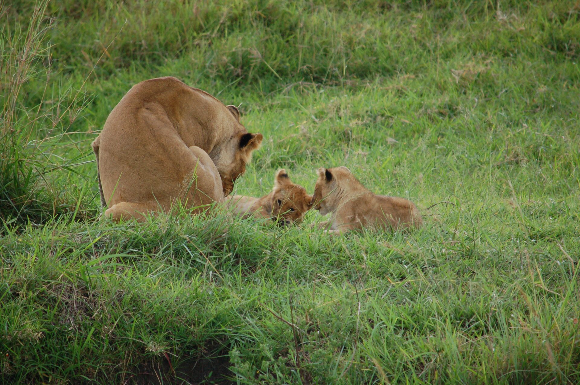 Rendezvous Safari