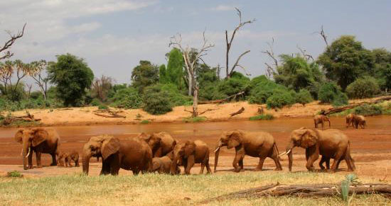 Elephant herd crossing red-soiled river bank, Samburu Kenya