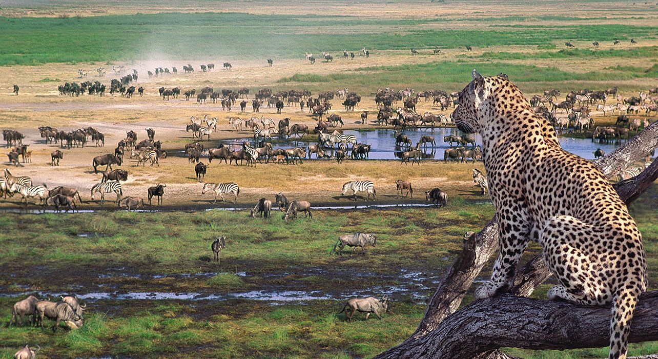 Enchanting Africa