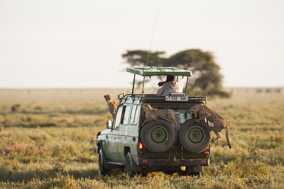Great Migration wildebeest crossing Serengeti, Tanzania