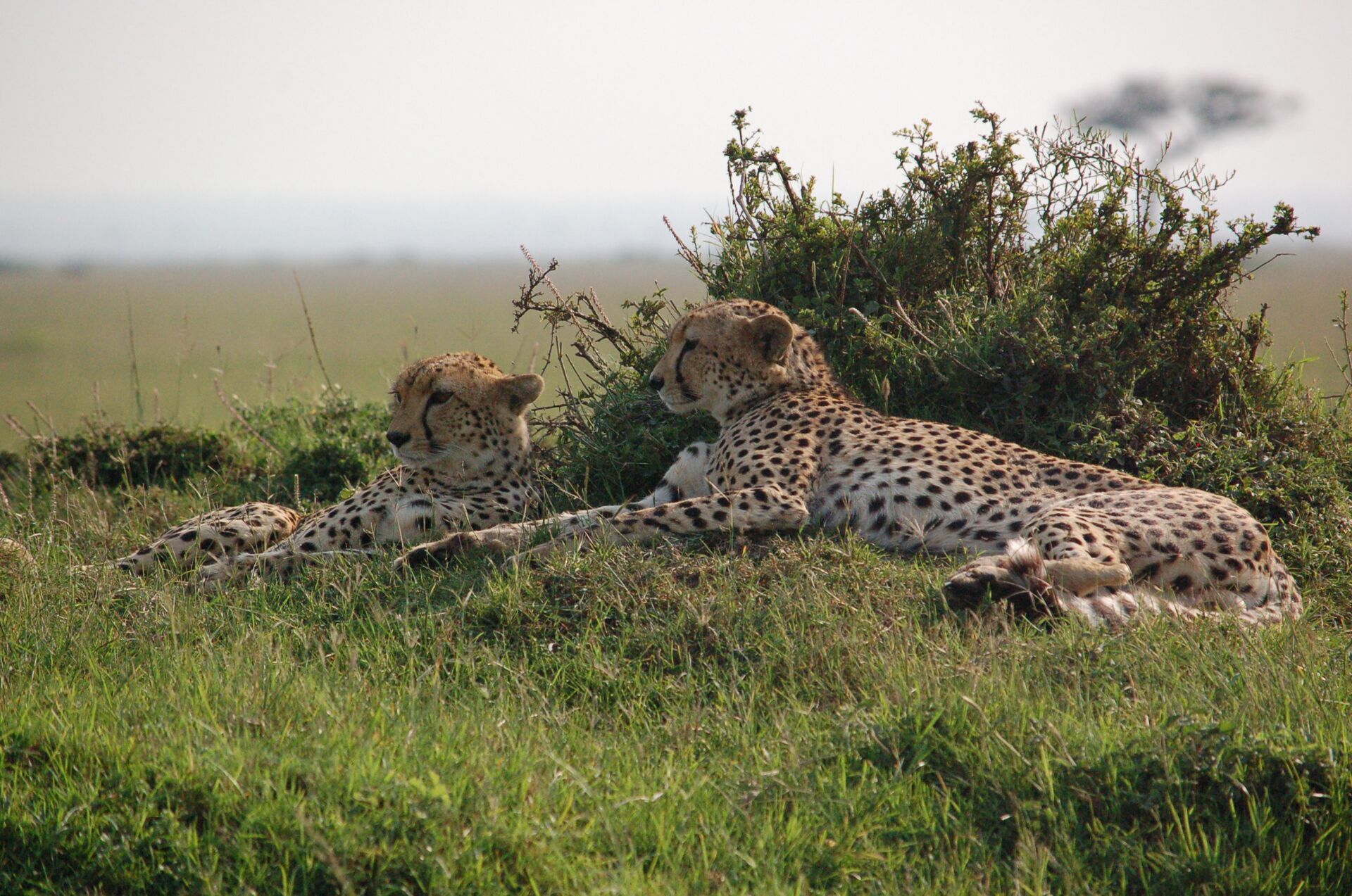 Lions in South Africa