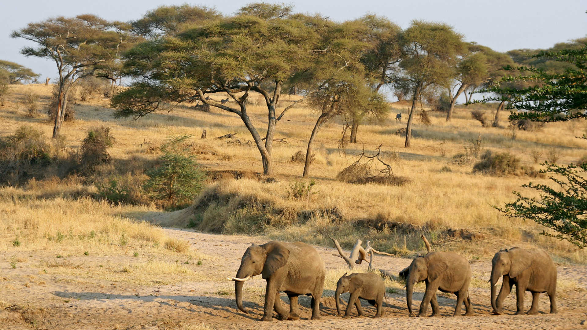Tanzania Sky Safari