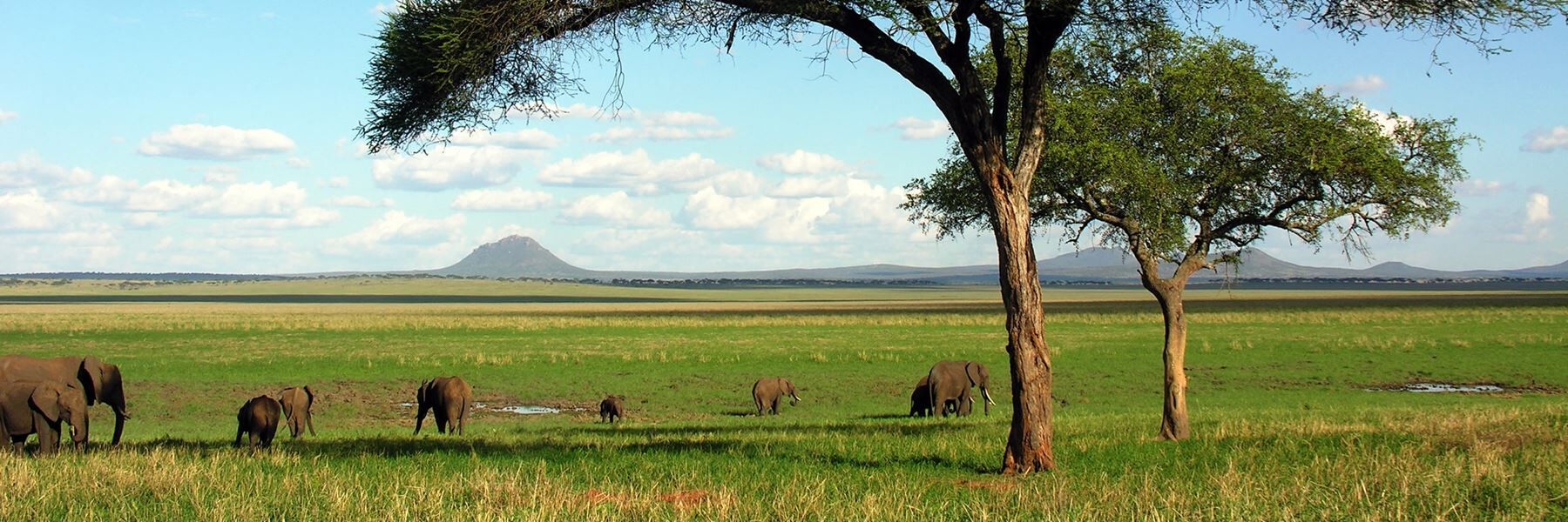 Tanzania Safari Explorer