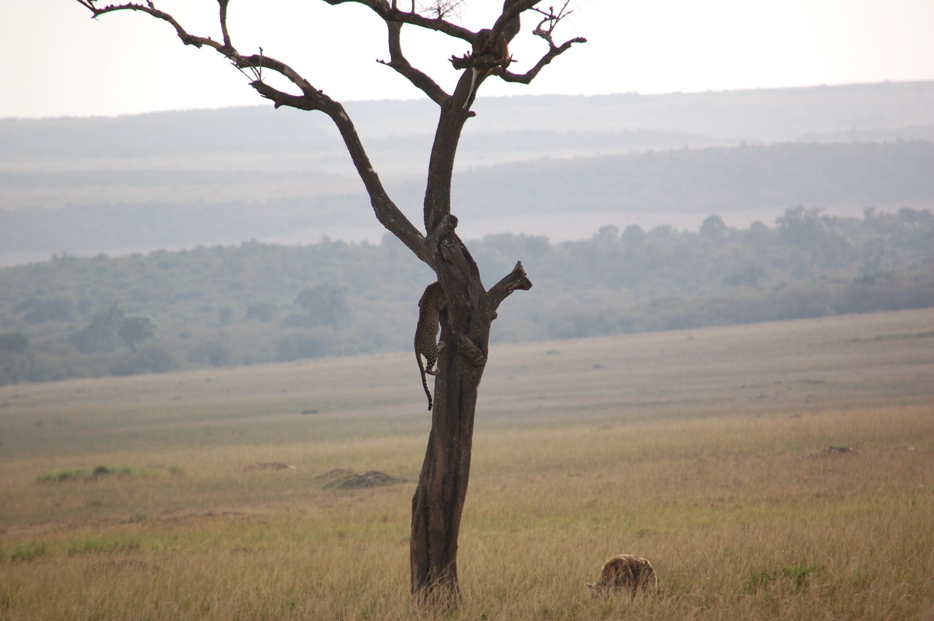 Leopard descending acacia tree over Masai Mara, Kenya